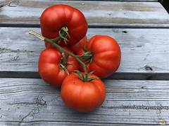 Arctic Plenty fruit seeds for planting - Heirloom & Non-GMO Garden seeds