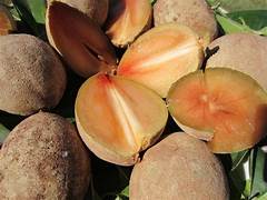 Sapote fruit seeds for planting - Heirloom & Non-GMO Garden seeds, creamy tropical fruit for warm gardens