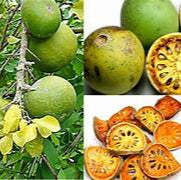 Stone Apple fruit seeds for planting - Heirloom & Non-GMO Garden seeds, aromatic unique fruit variety