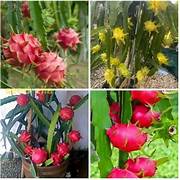 Mixed Pitaya Fruit Seeds for Planting - Heirloom & Non-GMO Garden Seeds