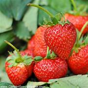 Red Ananassa fruit seeds for planting - Heirloom & Non-GMO Garden seeds