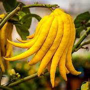 Yellow Finger-Citron fruit seeds for planting - Heirloom & Non-GMO Garden seeds