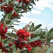 Silver Buffaloberry fruit seeds for planting - Heirloom & Non-GMO Garden seeds for hardy native edibles