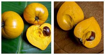 Lucuma Nervosa fruit seeds for planting - Heirloom & Non-GMO nutrient-rich fruit garden seeds