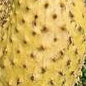 Yellow Green Soursop fruit seeds for planting - Heirloom & Non-GMO garden seeds, rare tropical variety