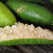Emerald Green Finger Lime fruit seeds for planting - Heirloom & Non-GMO garden seeds, tangy citrus variety
