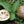 Aegle Marmelos fruit seeds for planting - Heirloom & Non-GMO garden seeds for citrus-flavored herbal trees