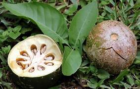 Aegle Marmelos fruit seeds for planting - Heirloom & Non-GMO garden seeds for citrus-flavored herbal trees