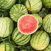 Snow White Watermelon fruit seeds for planting - Heirloom & Non-GMO Garden seeds