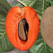 Sapote fruit seeds for planting – Heirloom & Non-GMO garden seeds, creamy sweet tropical fruit variety