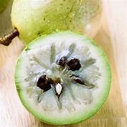 White Chrysophyllum Cainito fruit seeds for planting – Heirloom & Non-GMO garden seeds, tropical star apple variety