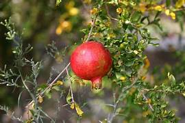 Red Pomegranate fruit seeds for planting – Heirloom & Non-GMO garden seeds for vibrant juicy harvests