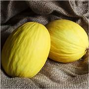 Yellow Crenshaw Melon Fruit Seeds for Planting – Heirloom & Non-GMO Garden seeds, juicy summer melons