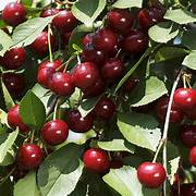 Morello Sour Cherry fruit seeds for planting – Heirloom & Non-GMO garden seeds, tangy fruit for preserves