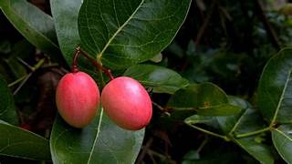 Carissa Karonda fruit seeds for planting - Heirloom & Non-GMO garden seeds for tangy exotic harvests