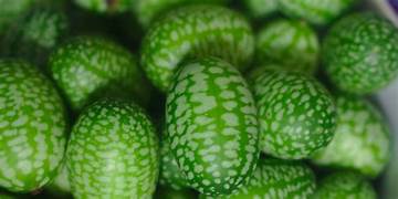 Cucamelon fruit seeds for planting - Heirloom & Non-GMO Garden seeds, mini melon-like novelty variety