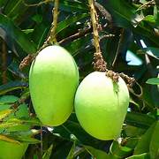 Green Mango fruit seeds for planting - Heirloom & Non-GMO Garden seeds, tropical mangoes for summer harvests