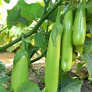 Green Eggplant fruit seeds for planting - Heirloom & Non-GMO Garden seeds