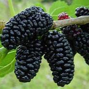 Mulberry fruit seeds for planting – Heirloom & Non-GMO garden seeds, juicy berries for fresh harvests