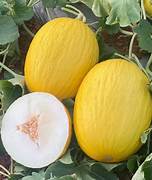 Yellow Muskmelon fruit seeds for planting – Heirloom & Non-GMO garden seeds for sweet tropical flavor