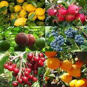 Mixed Edible fruit seeds for planting - Heirloom & Non-GMO Garden seeds