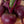 Beetroot vegetable seeds for planting - Heirloom & Non-GMO Garden seeds, nutritious root vegetables for healthy meals