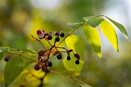 Red Zanthoxylum fruit seeds for planting – Heirloom & Non-GMO seeds for spicy aromatic gardens