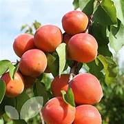 Siberian fruit seeds for planting – Heirloom & Non-GMO garden seeds, hardy cold-climate varieties for home gardens