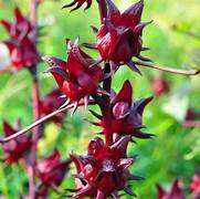 Roselle Hibiscus fruit seeds for planting - Heirloom & Non-GMO Garden seeds, tart blooms for teas and drinks
