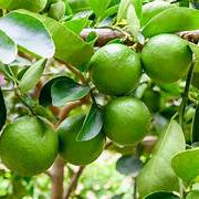 Lime fruit seeds for planting – Heirloom & Non-GMO garden seeds, fresh zesty citrus for backyard growers