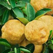 Ponderosa Lemon fruit seeds for planting - Heirloom & Non-GMO Garden seeds, aromatic citrus variety for gardens