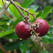 Red Longan fruit seeds for planting - Heirloom & Non-GMO Tropical Garden seeds