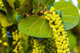 Sea Green Grape fruit seeds for planting - Heirloom & Non-GMO Garden seeds