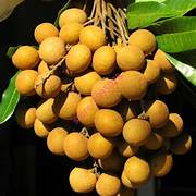 Golden Yellow Longan fruit seeds for planting - Heirloom & Non-GMO Tropical Garden seeds