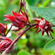 Rosella Fruit Seeds for Planting – Heirloom & Non-GMO Garden seeds, sweet-tangy fruits for backyard gardens