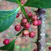 Red Zanthoxylum fruit seeds for planting – Heirloom & Non-GMO seeds for spicy aromatic gardens