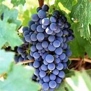 Dark Blue Grape fruit seeds for planting - Heirloom & Non-GMO Garden seeds