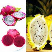 Mixed Pitaya fruit seeds for planting - Heirloom & Non-GMO garden seeds, easy-to-grow tropical superfruit mix