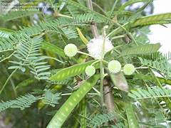 White Tamarind fruit seeds for planting – Heirloom & Non-GMO garden seeds, fast-growing tropical edible shrub