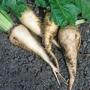 Sugar Beet vegetable seeds for planting - Heirloom & Non-GMO Garden seeds, nutrient-rich roots for home gardens