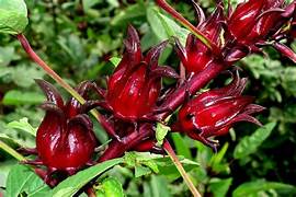 Rosella Fruit Seeds for Planting – Heirloom & Non-GMO Garden seeds, sweet-tangy fruits for backyard gardens