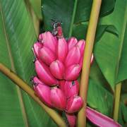 Dark Pink Banana fruit seeds for planting - Heirloom & Non-GMO Garden seeds