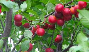 Mirabolano fruit seeds for planting - Heirloom & Non-GMO Garden seeds, delicious fruits for diverse garden harvests