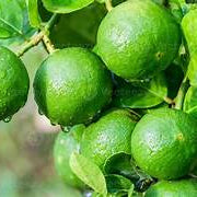 Green Lemon fruit seeds for planting - Heirloom & Non-GMO garden seeds, sweet and juicy citrus variety
