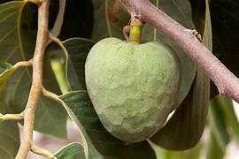 Cherimoya Ice Cream fruit seeds for planting - Heirloom & Non-GMO Garden seeds