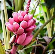 Dark Pink Banana fruit seeds for planting - Heirloom & Non-GMO Garden seeds