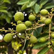 Lush Longan fruit seeds for planting - Heirloom & Non-GMO Tropical Garden seeds