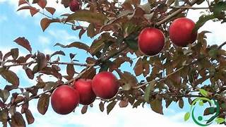 Mirabolano fruit seeds for planting - Heirloom & Non-GMO Garden seeds, delicious fruits for diverse garden harvests