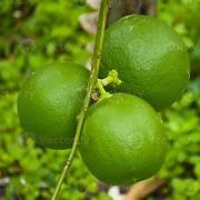 Green Lemon fruit seeds for planting - Heirloom & Non-GMO garden seeds, sweet and juicy citrus variety