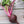 Beet vegetable seeds for planting – Heirloom & Non-GMO nutritious garden seeds